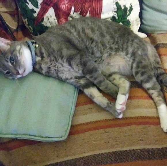 Meet your Posher, Vanessa - Picture 5 of 8